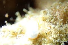 Goniobranchus verrieri