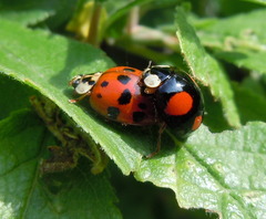 Harmonia axyridis