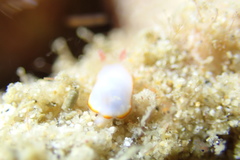 Goniobranchus verrieri
