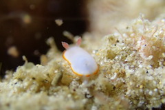 Goniobranchus verrieri