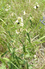 Chrysochus asclepiadeus