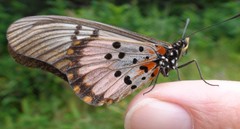 Acraea perenna