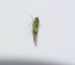 Igutettix oculatus