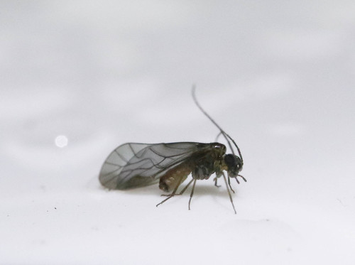 Bark louse