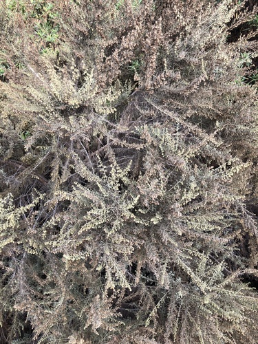 iNaturalist observation photo of California sagebrush