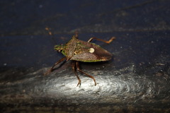 Eocanthecona formosa