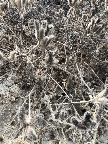 iNaturalist observation photo of branching phacelia