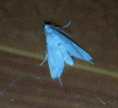 Palpita flegia