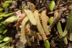 Pyrrosia linearifolia