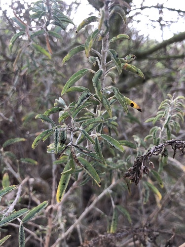 iNaturalist observation photo of Bladderpod