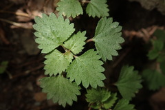 Nanocnide japonica