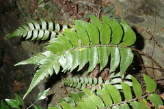 Polystichum lepidocaulon