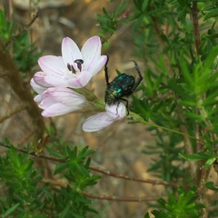 Ixia flexuosa