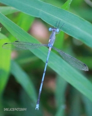Lestes nodalis