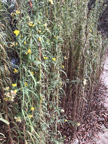 iNaturalist observation photo of western goldenrod