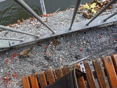 Passer domesticus