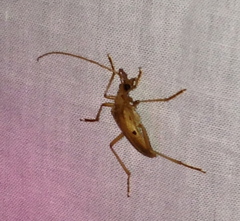 Centrodera