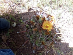 Ferocactus herrerae