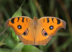 Junonia almana almana