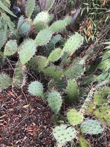 iNaturalist observation photo of Coastal Pricklypear