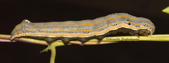 Aediinae