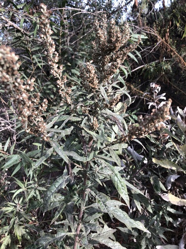 iNaturalist observation photo of California mugwort
