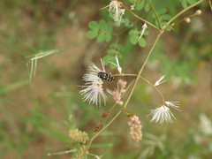 Acmaeodera alicia