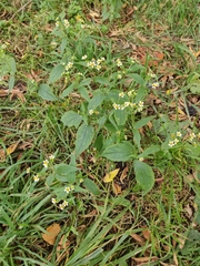 Galinsoga quadriradiata