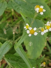 Galinsoga quadriradiata