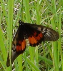 Acraea perenna