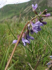 Astragalus norvegicus