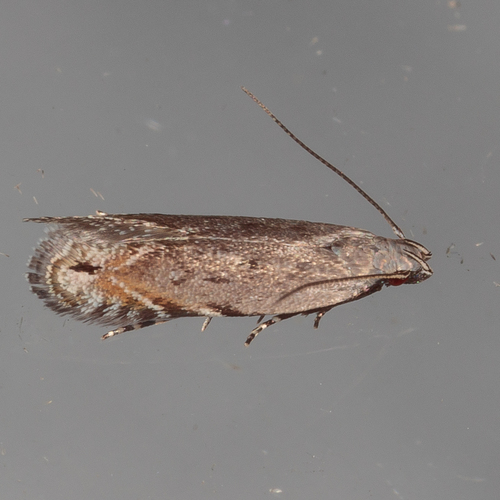 Music-loving Moth photo 2