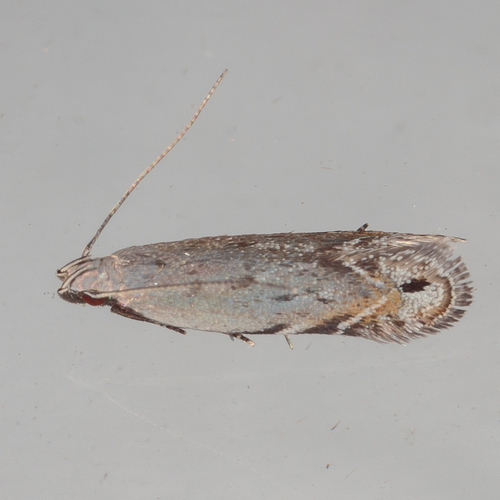 Music-loving Moth photo 4