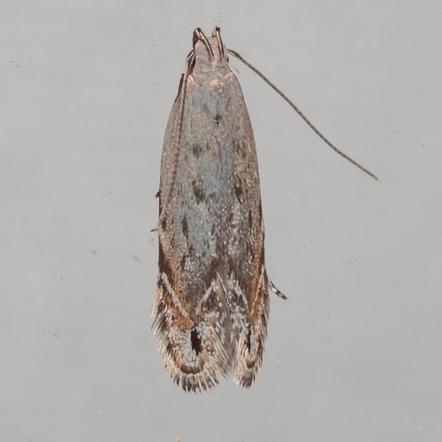 Music-loving Moth photo 3