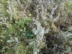 Salix repens argentea