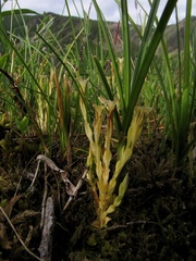 Gentiana aquatica