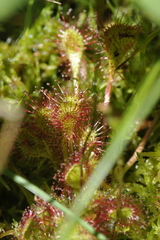 Drosera × obovata