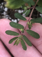 Euphorbia maculata