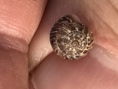 Xeroplexa intersecta