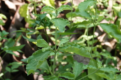 Achyranthes indica
