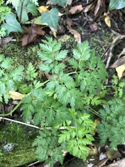 Anthriscus sylvestris