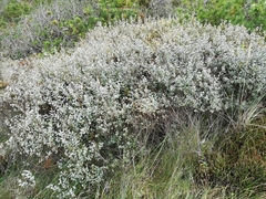Salix repens argentea