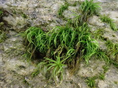 Paraleucobryum longifolium