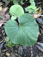 Petasites pyrenaicus