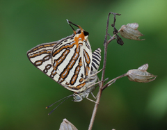 Cigaritis schistacea