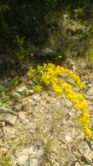 Solidago shortii