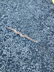 Sistrurus tergeminus