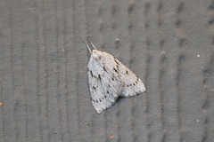 Philedia punctomacularia
