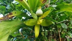 Cycnoches ventricosum