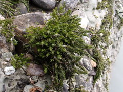 Cinclidotus riparius